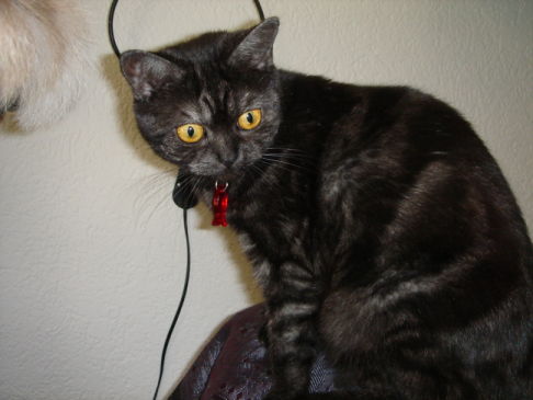 Picture of a cat / kitten / feline