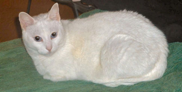 Picture of a cat / kitten / feline