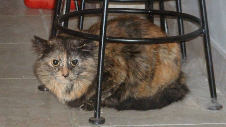 Picture of a cat / kitten / feline