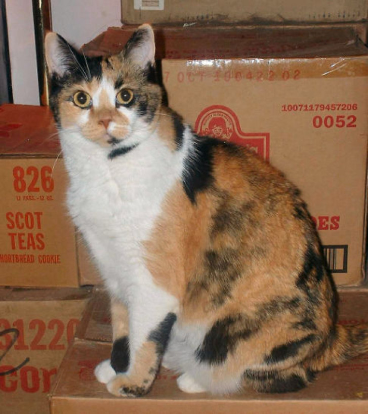 Picture of a cat / kitten / feline