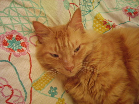 Picture of a cat / kitten / feline