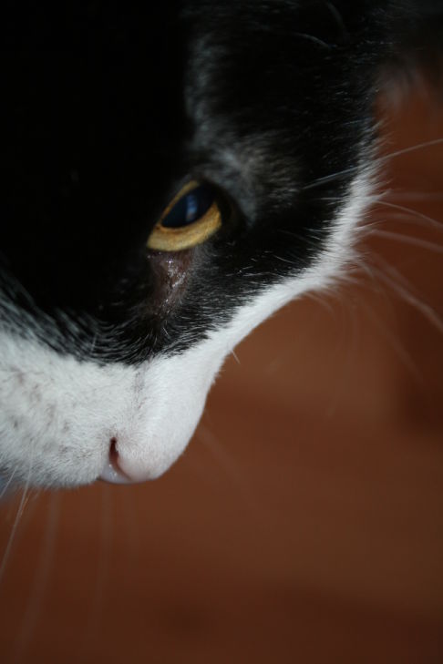 Picture of a cat / kitten / feline