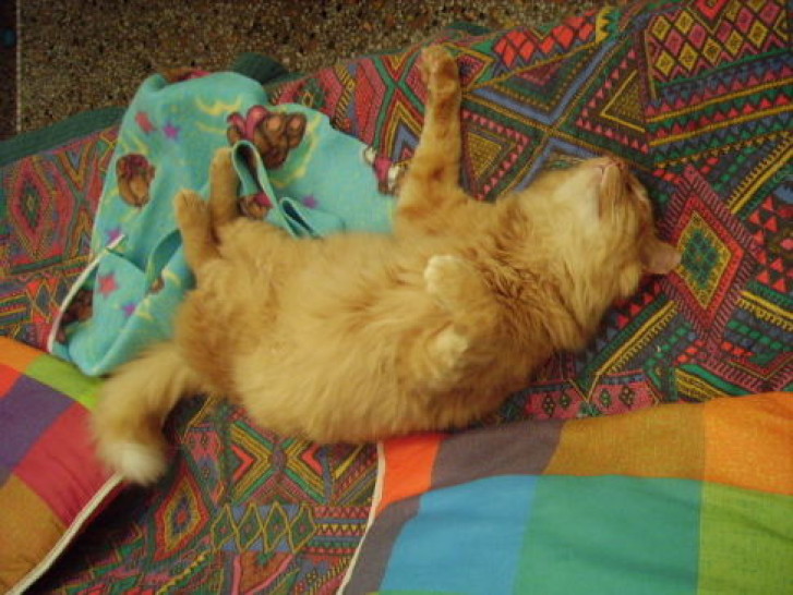 Picture of a cat / kitten / feline