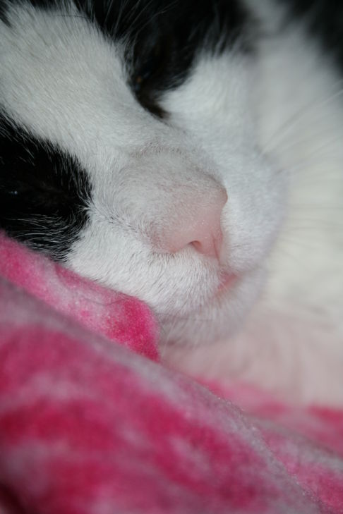 Picture of a cat / kitten / feline