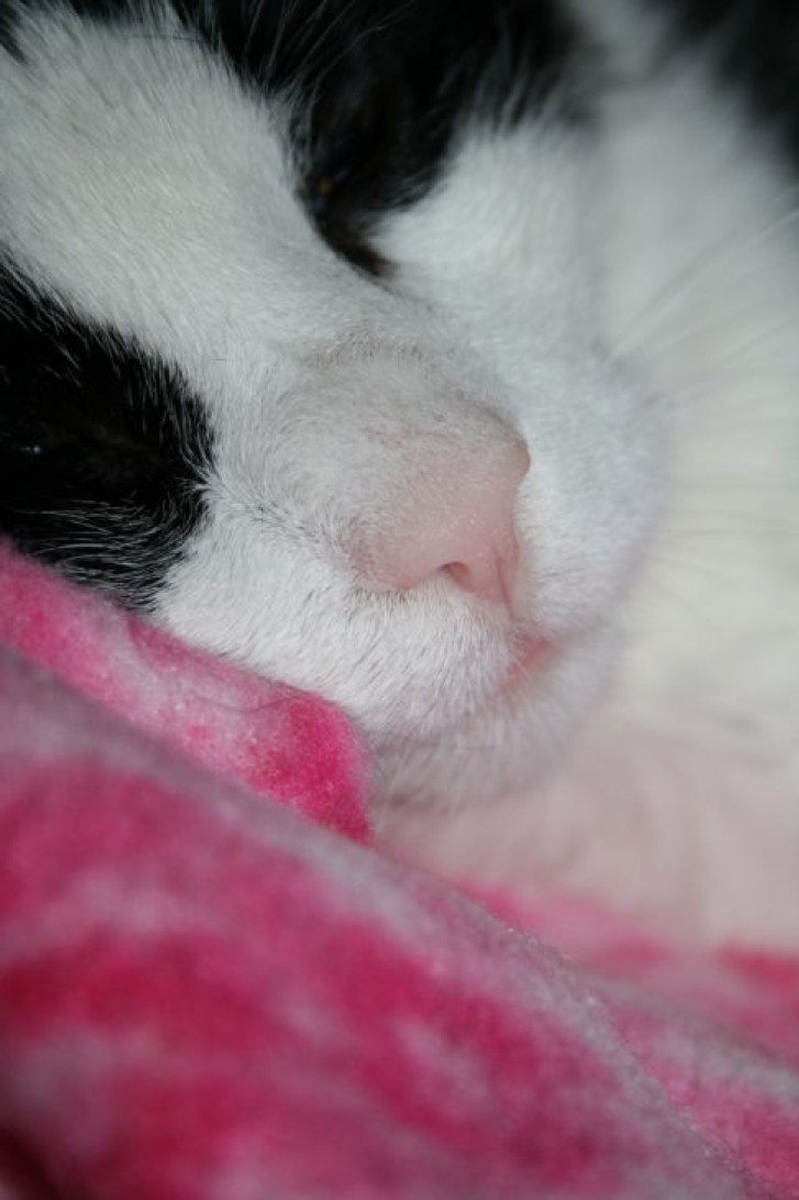 Picture of a cat / kitten / feline