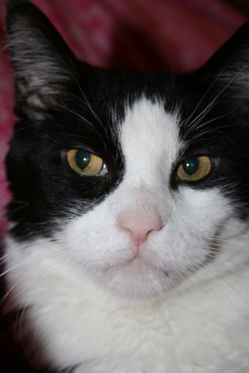 Picture of a cat / kitten / feline