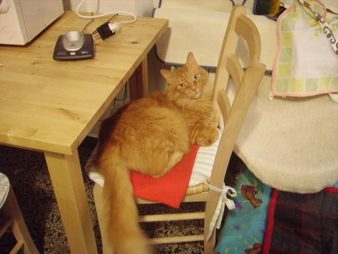 Picture of a cat / kitten / feline