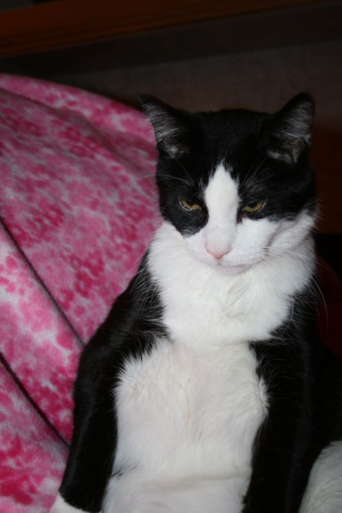 Picture of a cat / kitten / feline