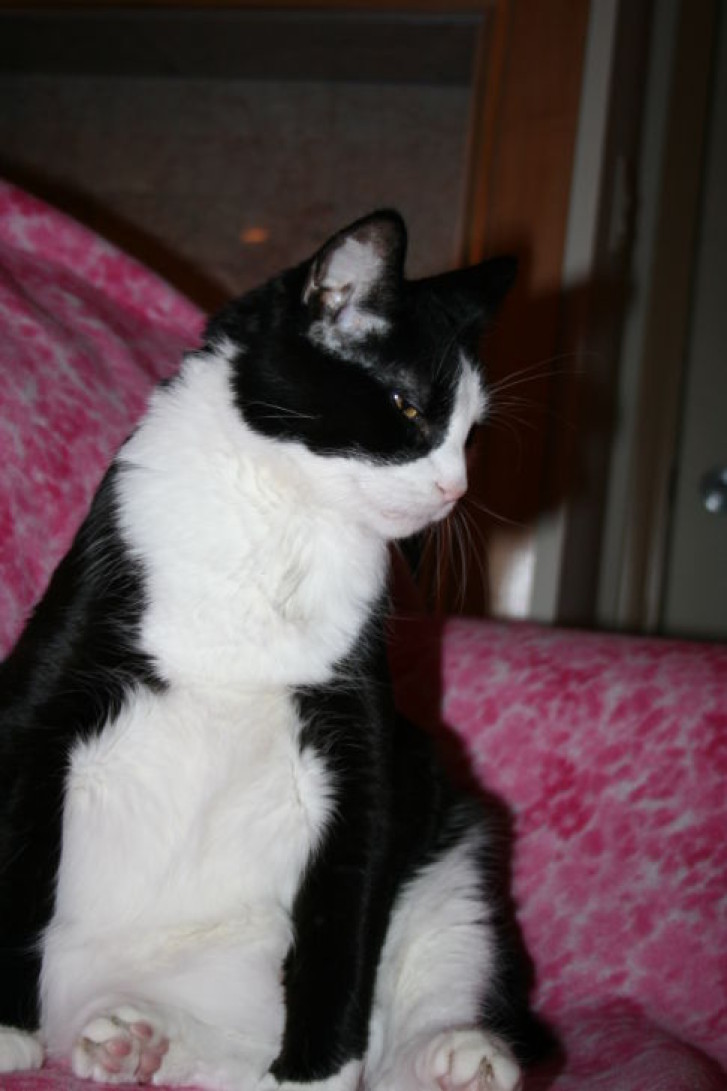 Picture of a cat / kitten / feline