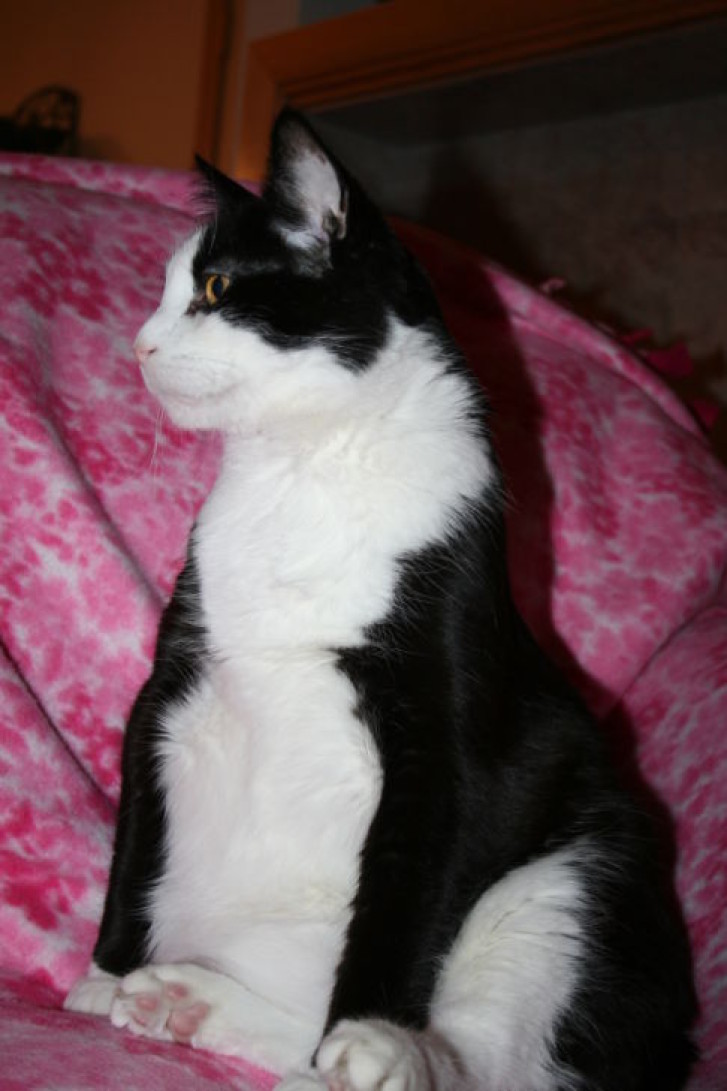 Picture of a cat / kitten / feline