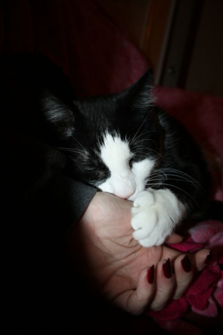 Picture of a cat / kitten / feline