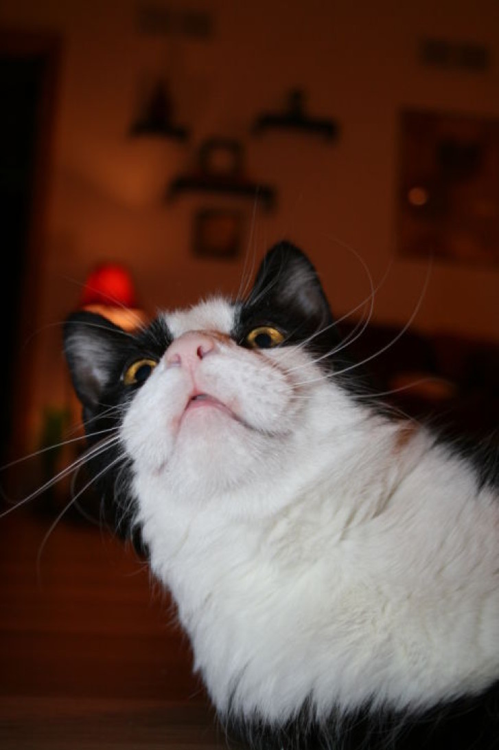 Picture of a cat / kitten / feline