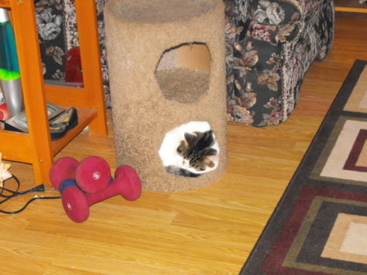 Picture of a cat / kitten / feline