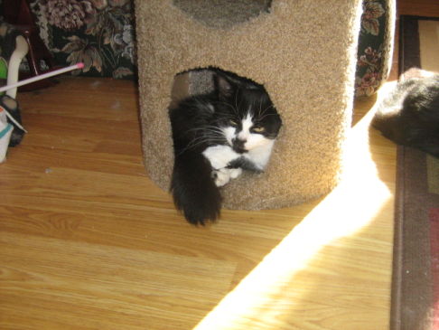 Picture of a cat / kitten / feline