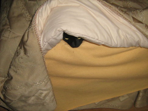 Picture of a cat / kitten / feline