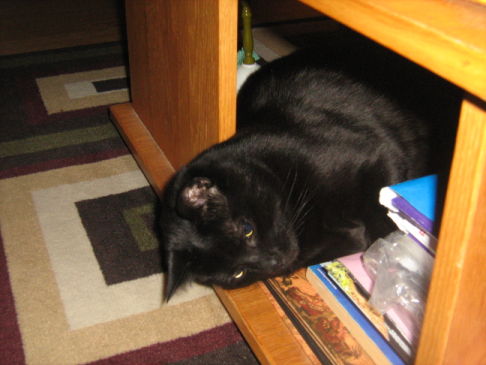 Picture of a cat / kitten / feline