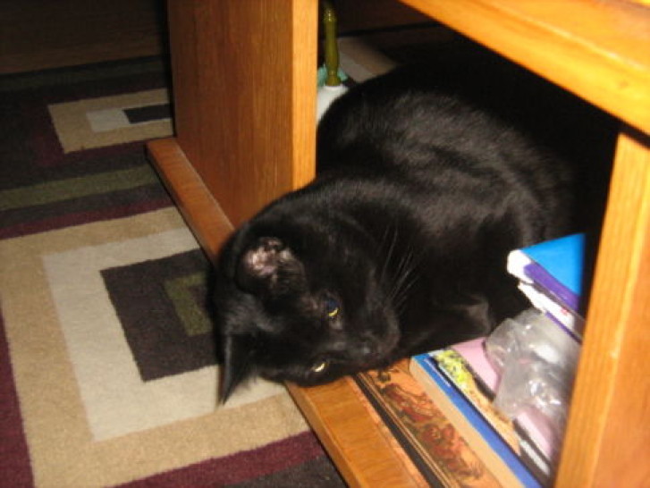 Picture of a cat / kitten / feline