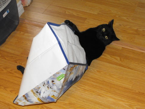 Picture of a cat / kitten / feline