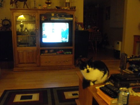 Picture of a cat / kitten / feline