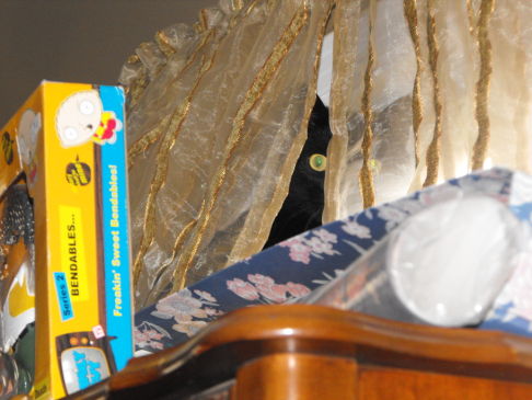 Picture of a cat / kitten / feline