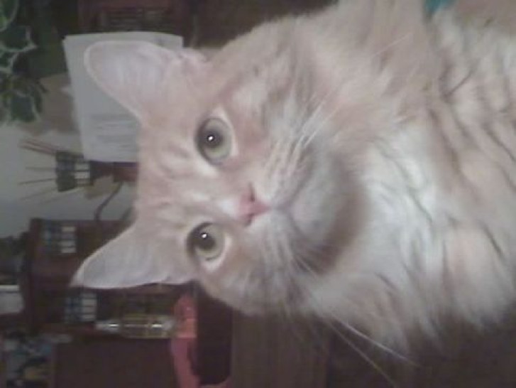 Picture of a cat / kitten / feline