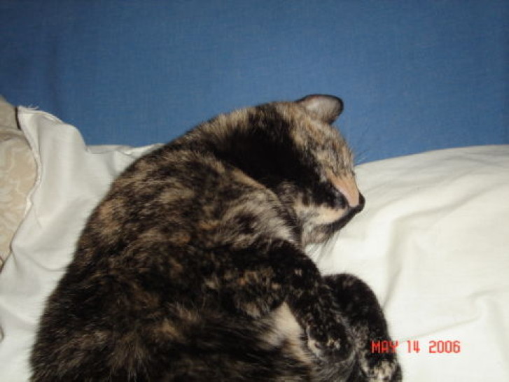 Picture of a cat / kitten / feline