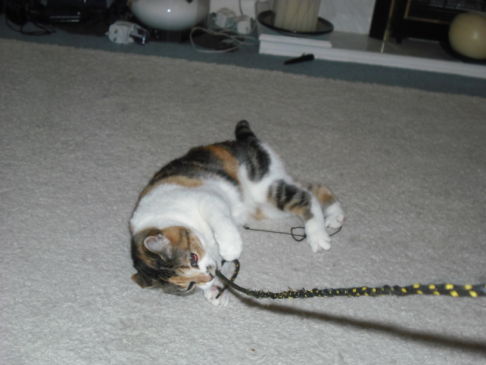 Picture of a cat / kitten / feline