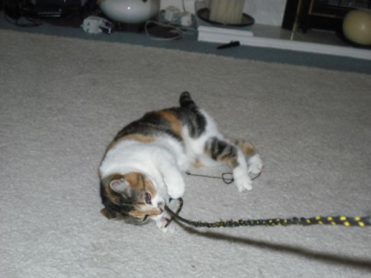 Picture of a cat / kitten / feline