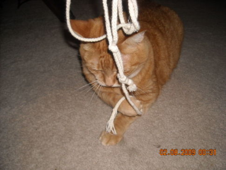 Picture of a cat / kitten / feline