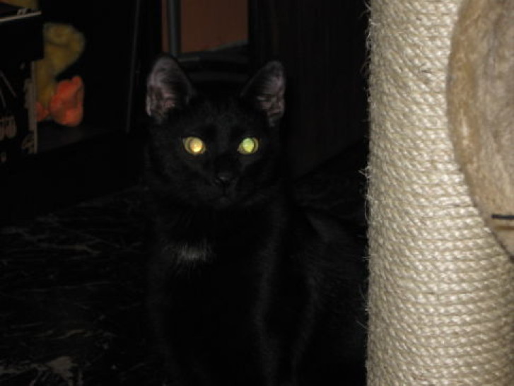 Picture of a cat / kitten / feline