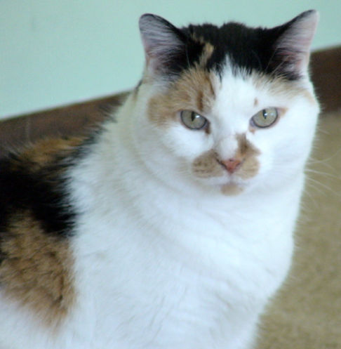 Picture of a cat / kitten / feline