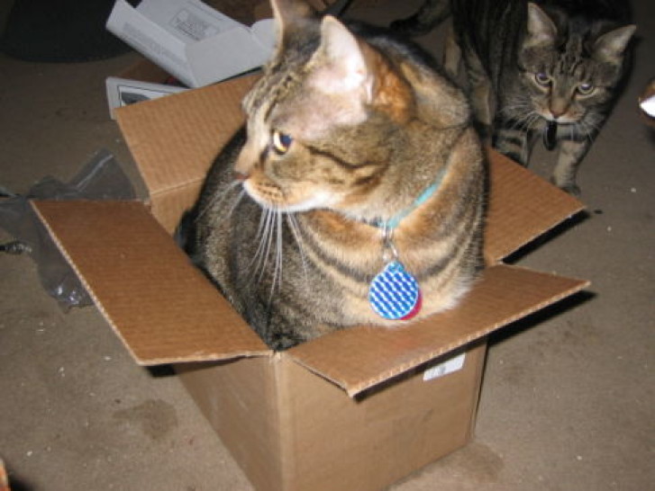 Picture of a cat / kitten / feline