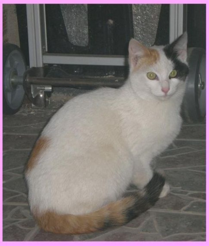 Picture of a cat / kitten / feline