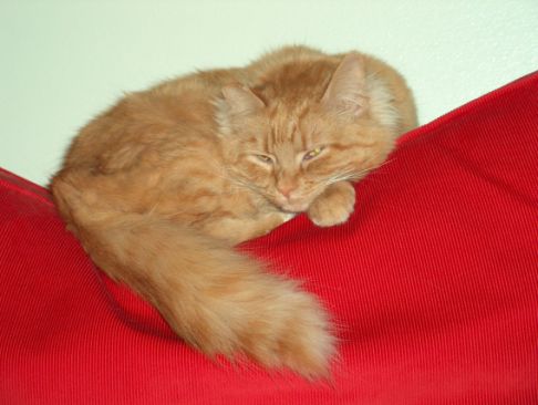 Picture of a cat / kitten / feline