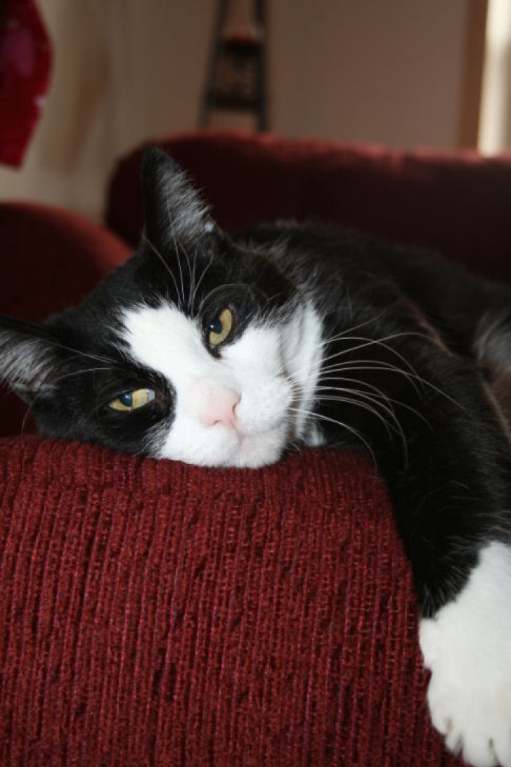 Picture of a cat / kitten / feline