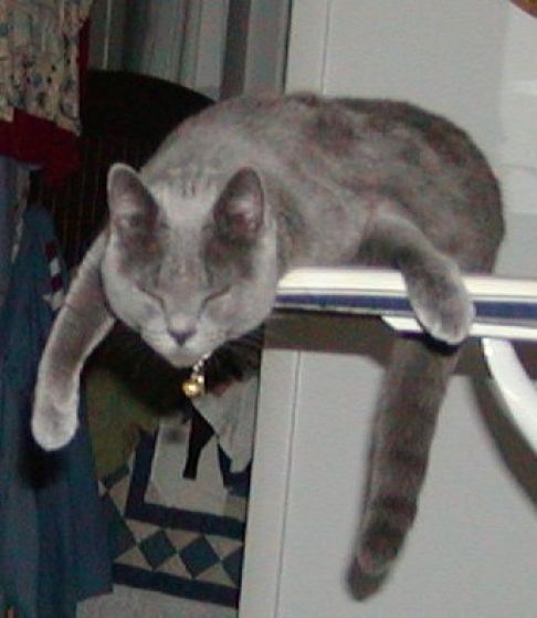 Picture of a cat / kitten / feline