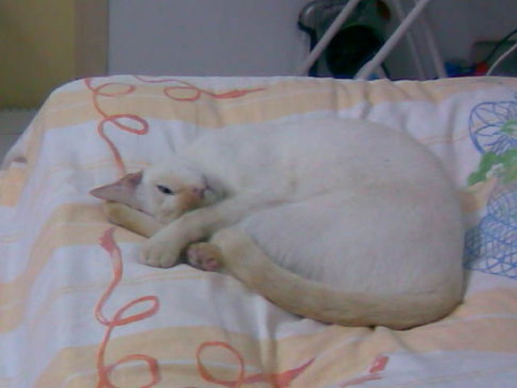 Picture of a cat / kitten / feline