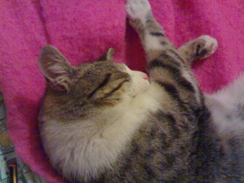 Picture of a cat / kitten / feline