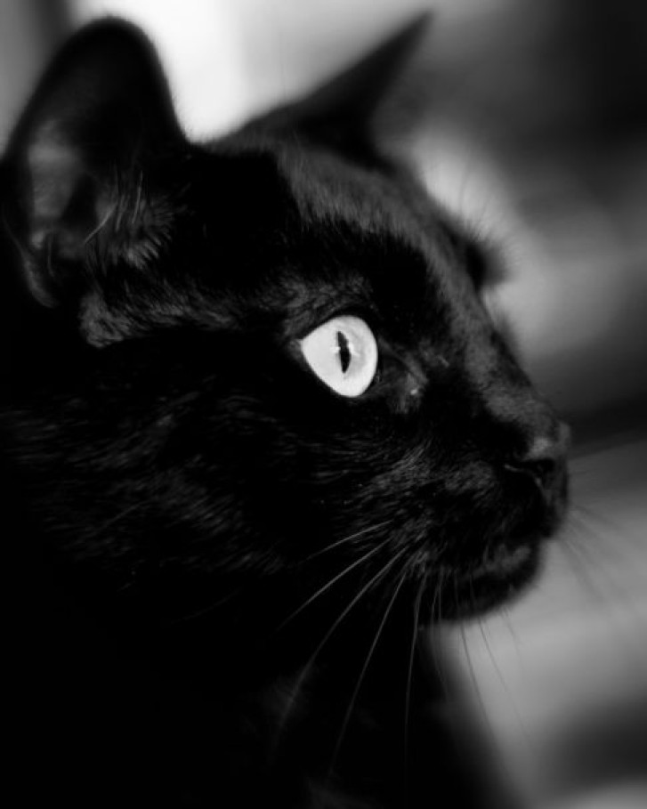 Picture of a cat / kitten / feline