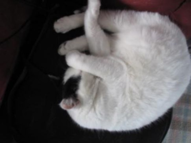 Picture of a cat / kitten / feline