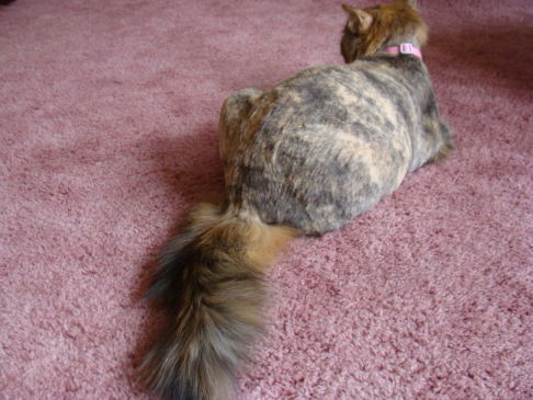 Picture of a cat / kitten / feline