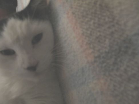 Picture of a cat / kitten / feline