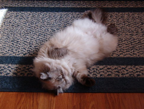 Picture of a cat / kitten / feline