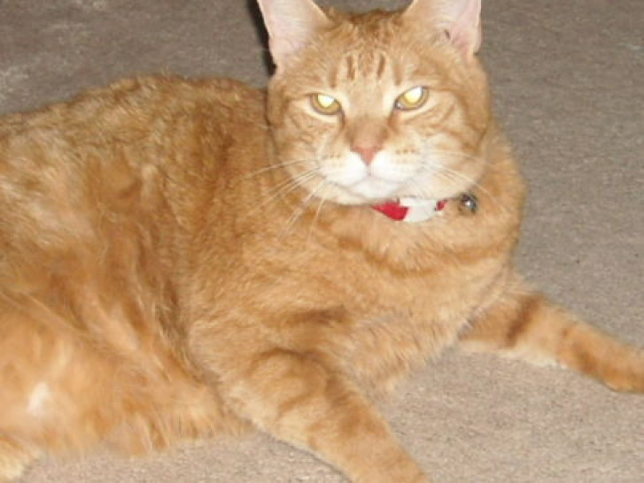 Picture of a cat / kitten / feline