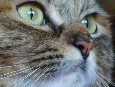 Picture of a cat / kitten / feline