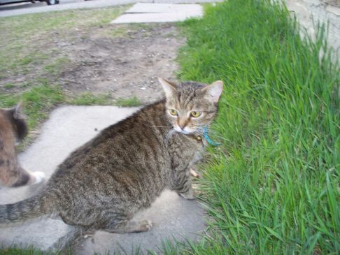 Picture of a cat / kitten / feline