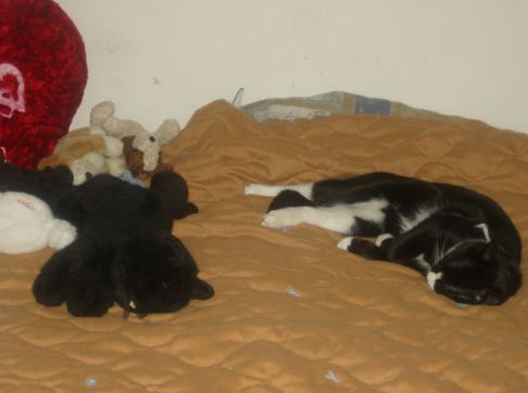 Picture of a cat / kitten / feline