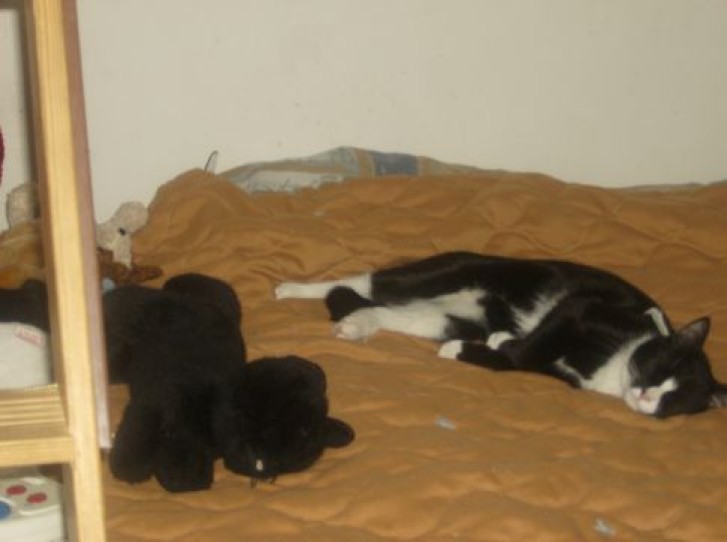 Picture of a cat / kitten / feline