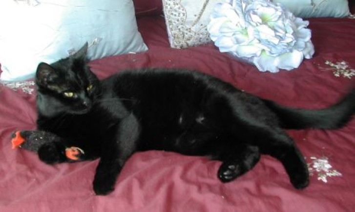 Picture of a cat / kitten / feline