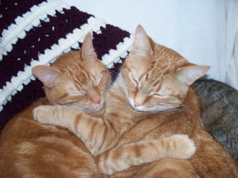 Picture of a cat / kitten / feline